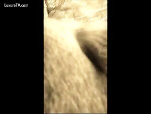dogsexporn: forbidden passion